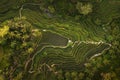 Tegallalang Rice Terraces in Bali aerial view Royalty Free Stock Photo