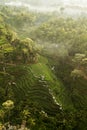 Tegallalang Rice Terraces in Bali aerial view Royalty Free Stock Photo