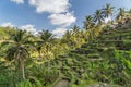 Tegallalang rice terraces in Bali, Indonesia Royalty Free Stock Photo