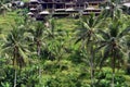 Tegallalang rice terraces in Bali, Indonesia Royalty Free Stock Photo