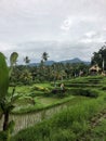 Tegallalang Rice Terraces, Bali, Indonesia - stock photo Royalty Free Stock Photo