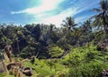 Tegallalang Rice Terraces, Bali, Indonesia - stock photo Royalty Free Stock Photo