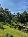 Tegallalang Rice Terraces, Bali, Indonesia - stock photo Royalty Free Stock Photo
