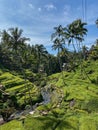 Tegallalang Rice Terraces, Bali, Indonesia - stock photo Royalty Free Stock Photo