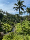 Tegallalang Rice Terraces, Bali, Indonesia - stock photo Royalty Free Stock Photo