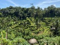 Tegallalang Rice Terraces, Bali, Indonesia - stock photo Royalty Free Stock Photo