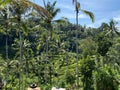 Tegallalang Rice Terraces, Bali, Indonesia - stock photo Royalty Free Stock Photo