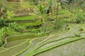 Tegallalang rice terraces - Bali