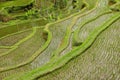 Tegallalang rice terraces - Bali