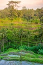 Tegallalang Rice Terraces Royalty Free Stock Photo