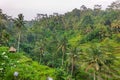 Tegallalang Rice Terraces