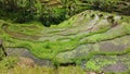 Tegallalang rice terraces - Ubud, Bali