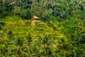 The Tegallalang Rice Terraces in Ubud