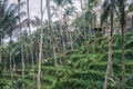 Tegallalang rice terraces in Ubud on the island of Bali in Indonesia. Picturesque cascading rice fields with palm trees Royalty Free Stock Photo