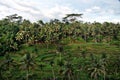 Tegallalang Rice Terraces in Ubud