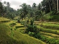 Tegallalang terraced rice fields in Bali, Indonesia. Royalty Free Stock Photo