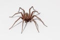 Tegenaria agrestis Royalty Free Stock Photo