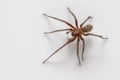 Tegenaria agrestis Royalty Free Stock Photo