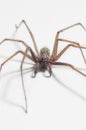 Tegenaria domestica - house spider Royalty Free Stock Photo