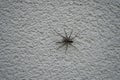 Tegenaria domestica on an outside wall. The spider species Tegenaria domestica is a member of the funnel-web family Agelenidae. Be Royalty Free Stock Photo