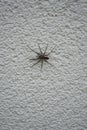 Tegenaria domestica on an outside wall. The spider species Tegenaria domestica is a member of the funnel-web family Agelenidae. Be Royalty Free Stock Photo