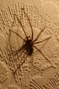 Tegenaria House Spider 01