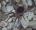 Tegenaria house spider with spiderlings