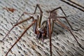 Tegenaria saeva spider close up Royalty Free Stock Photo