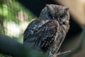 TegmaimÃÂ´s Owl, Aegolius funereus, sits on a branch and sleeps