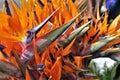 Exotic Honduras flower birds of paradise at a flower Market Royalty Free Stock Photo