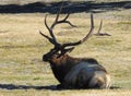 Tehachapi mountain king, rocky mountain elk