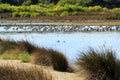 Resting common curlews in Teich Bird Reserve, France