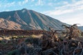 Teide - Barren dry tree branch with golden hour sunrise morning view on Pico del Teide volcano , Tenerife. Royalty Free Stock Photo