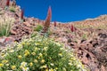 Teide - Close up view on a field of red flowers Tajinaste and white common daisies. Scenic view on volcano Pico del Teide, Spain Royalty Free Stock Photo