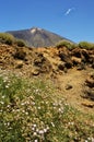 Teide rocks and white flowers