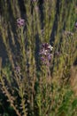 Teide wallflower, Erysimum scoparium