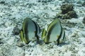 Teira batfish at Similan national park Royalty Free Stock Photo