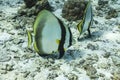 Teira batfish at Similan national park Royalty Free Stock Photo