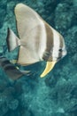 Teira batfish at Surin national park Royalty Free Stock Photo