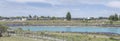 Tourists among blossoming lupin flowers at Tekapo river shore, New Zealand