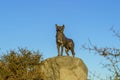 Tekapo / New Zealand, April 6 2019 ; New Zealand Collie sheepdog monument