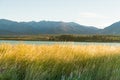 Tekapo water lake with long grass front Royalty Free Stock Photo