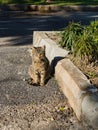 A Tekir street cat is sunbathing in a park in Antalya Royalty Free Stock Photo