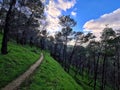 Tekoa forest after the rain in Gush Etzion Israel