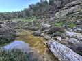 Tekoa stream and forest after the rain in Gush Etzion Israel