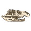 Tekodont reptile fossilized skull hand drawn image. Carnivorous dinosaur fossil illustration drawing Royalty Free Stock Photo