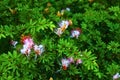 Close-up of Calliandra haematocephala, commonly known as the powder puff plant Royalty Free Stock Photo