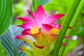 Close-up of a vibrant pink and yellow Siam tulip (Curcuma alismatifolia) Royalty Free Stock Photo