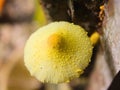 Leucocoprinus birnbaumii mushroom or yellow flowerpot parasol. Royalty Free Stock Photo