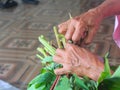 Elderly person preparing organic kangkung Royalty Free Stock Photo